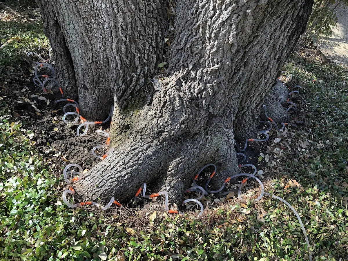 Detailed Tree Cabling and Bracing job site in Cottage Hills