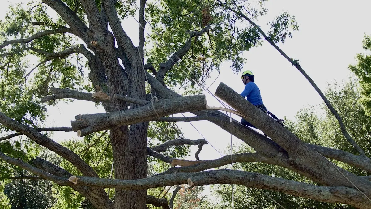 Professional Hazardous Tree Removal performed by certified arborists in Cottage Hills