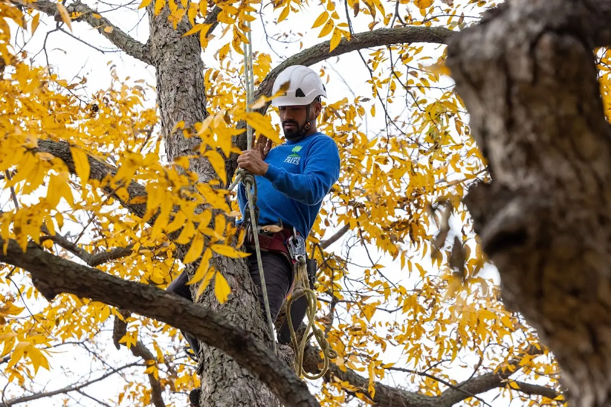Skilled Storm Damage Cleanup crew working in Cottage Hills
